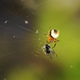 Illustration for article titled Shooting Challenge: Macro Gallery 2
